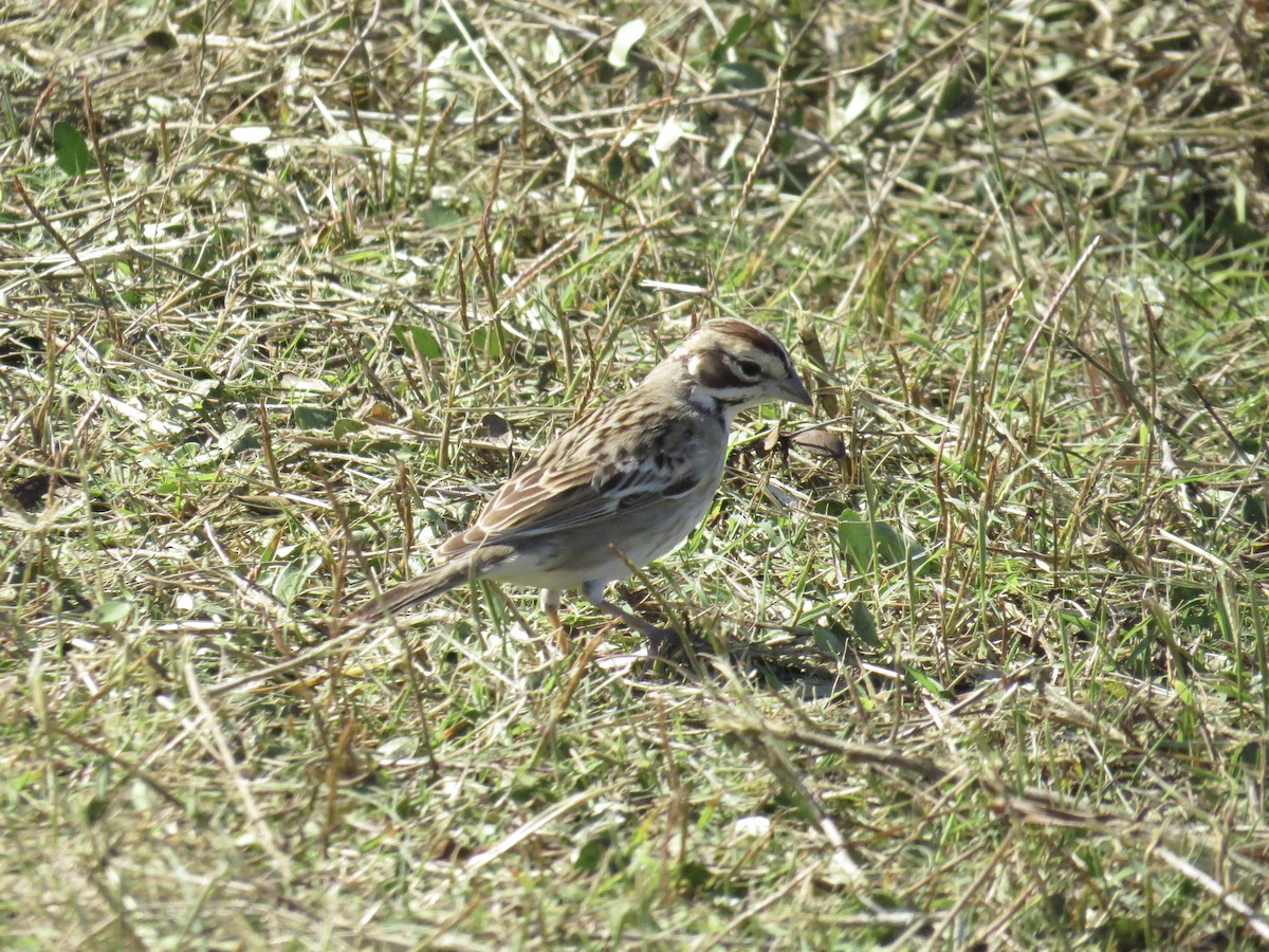 Lark Sparrow - Thomas Doebel