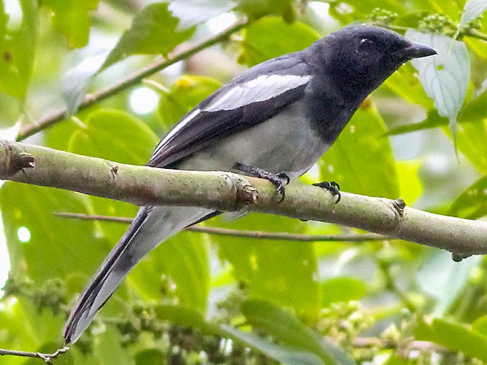 McGregor's Cuckooshrike - eBird