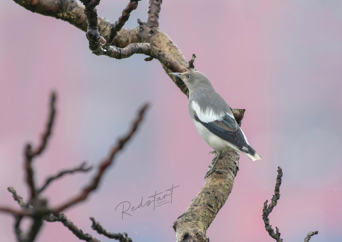 White-shouldered Starling - 浙江 重要鸟讯汇整