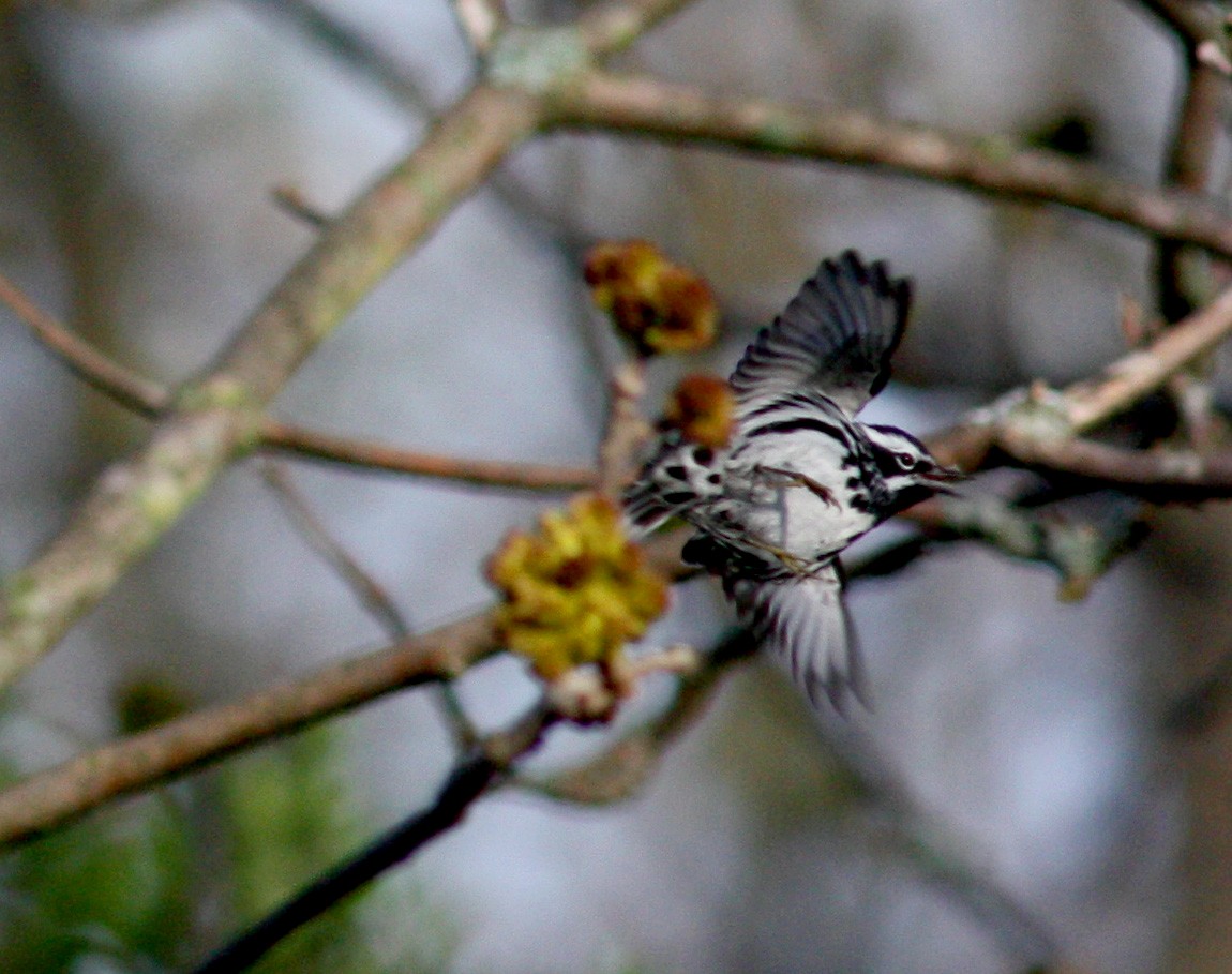 Black-and-white Warbler - ML37572391