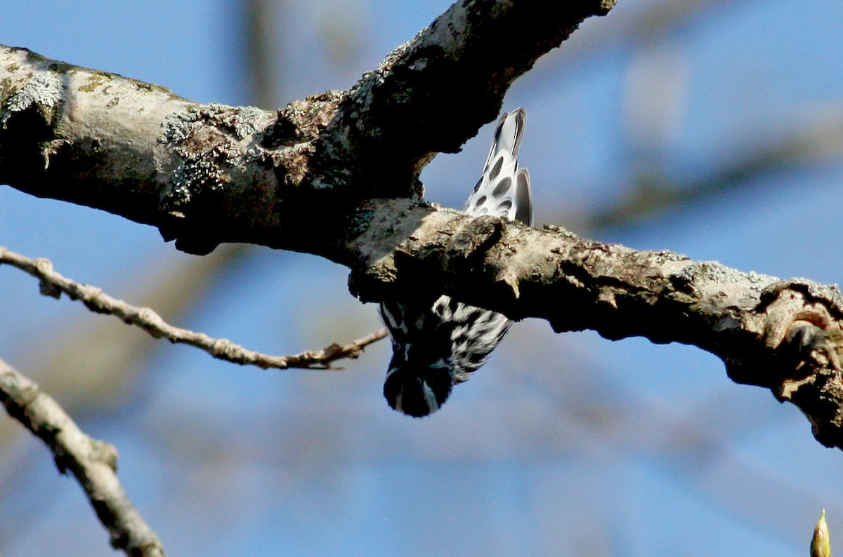 Black-and-white Warbler - ML37572401