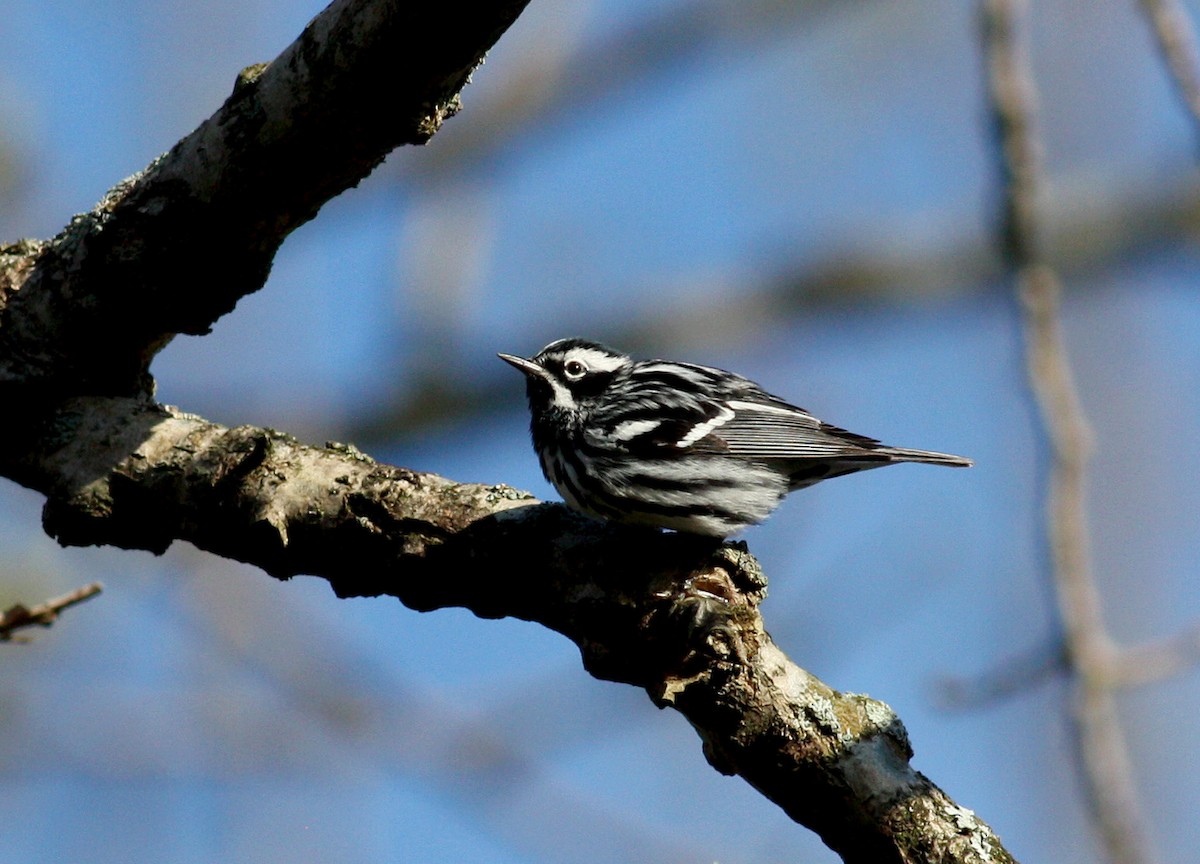 Black-and-white Warbler - ML37572461