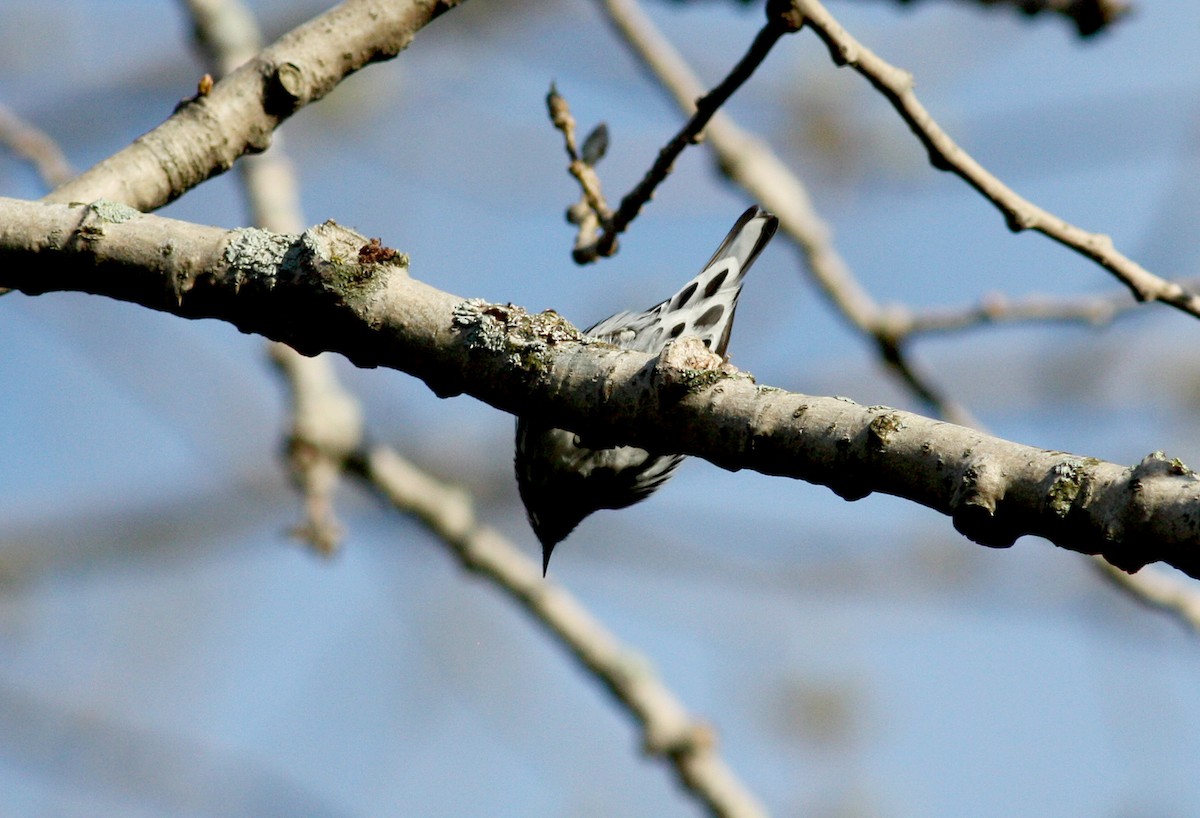 Black-and-white Warbler - ML37572501