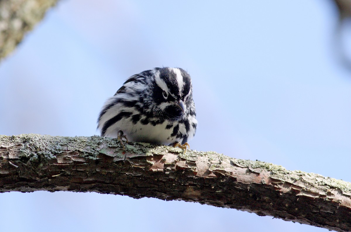 Black-and-white Warbler - ML37572631