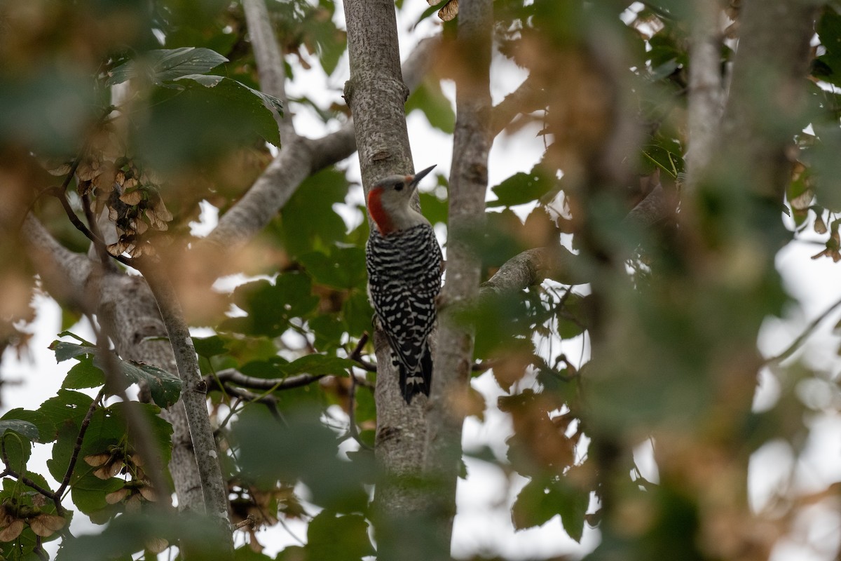 Red-bellied Woodpecker - Sebastian Jones