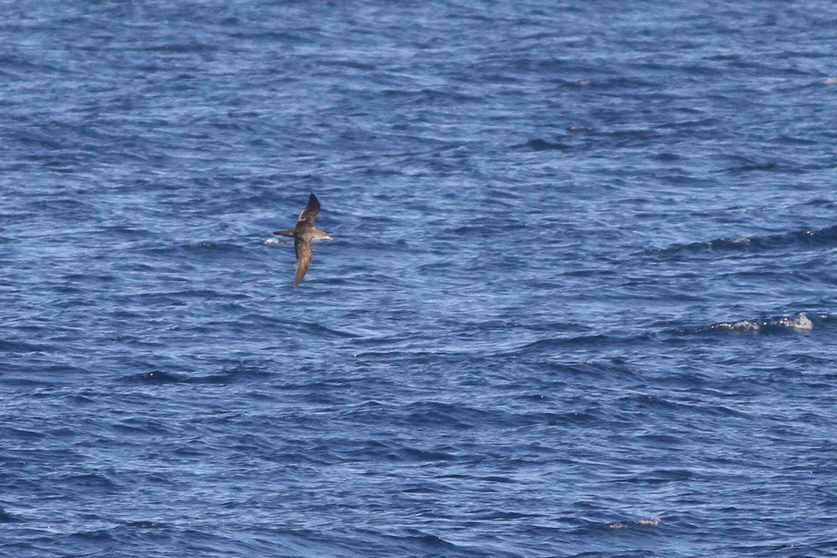 Pink-footed Shearwater - ML375726981