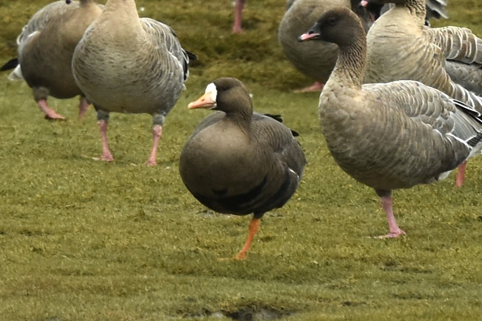 Greater White-fronted Goose (Greenland) - ML375729851