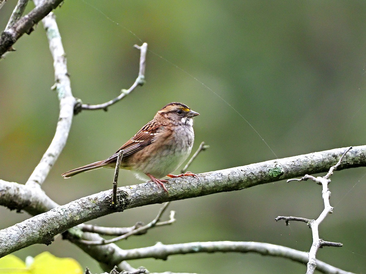White-throated Sparrow - ML375732691