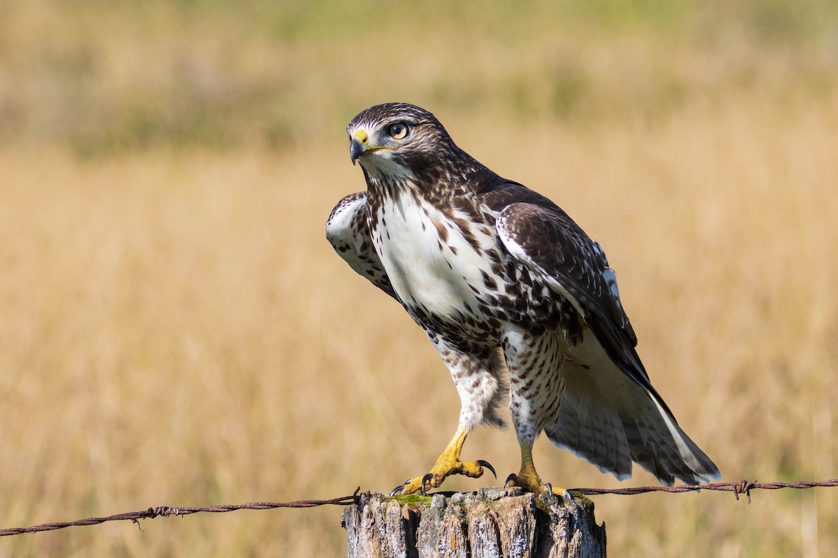 Red-tailed Hawk - ML375735671