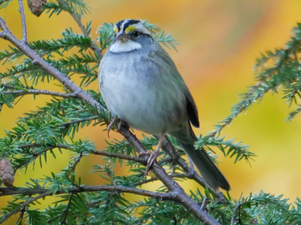 White-throated Sparrow - ML375735761