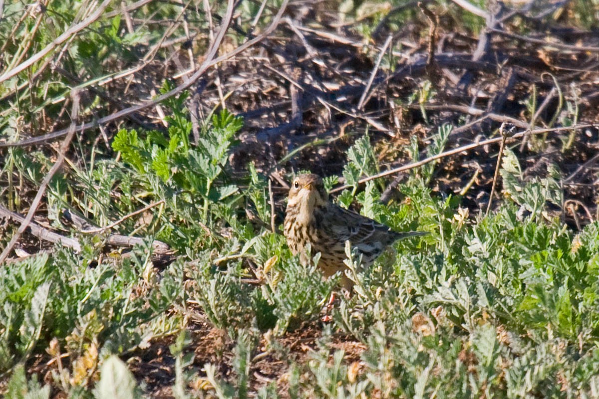 Red-throated Pipit - ML37574081