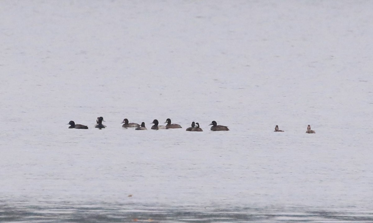 Greater Scaup - ML375740921