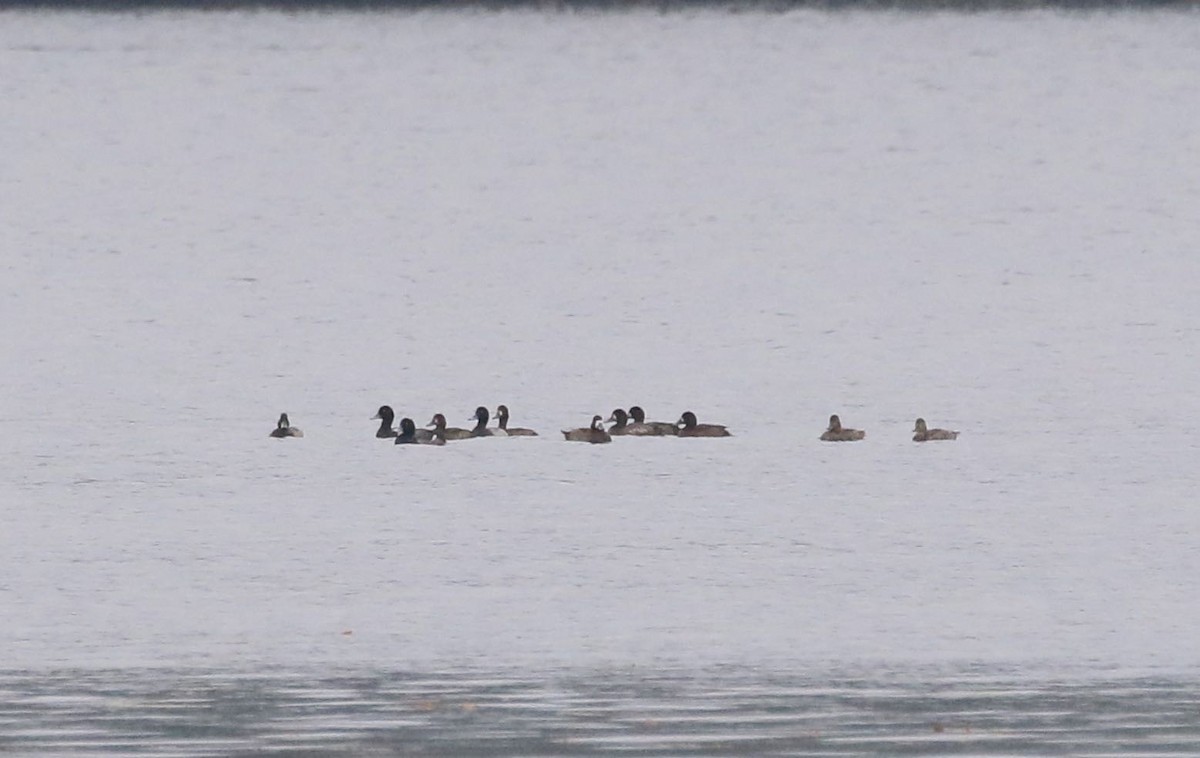 Greater Scaup - ML375740931