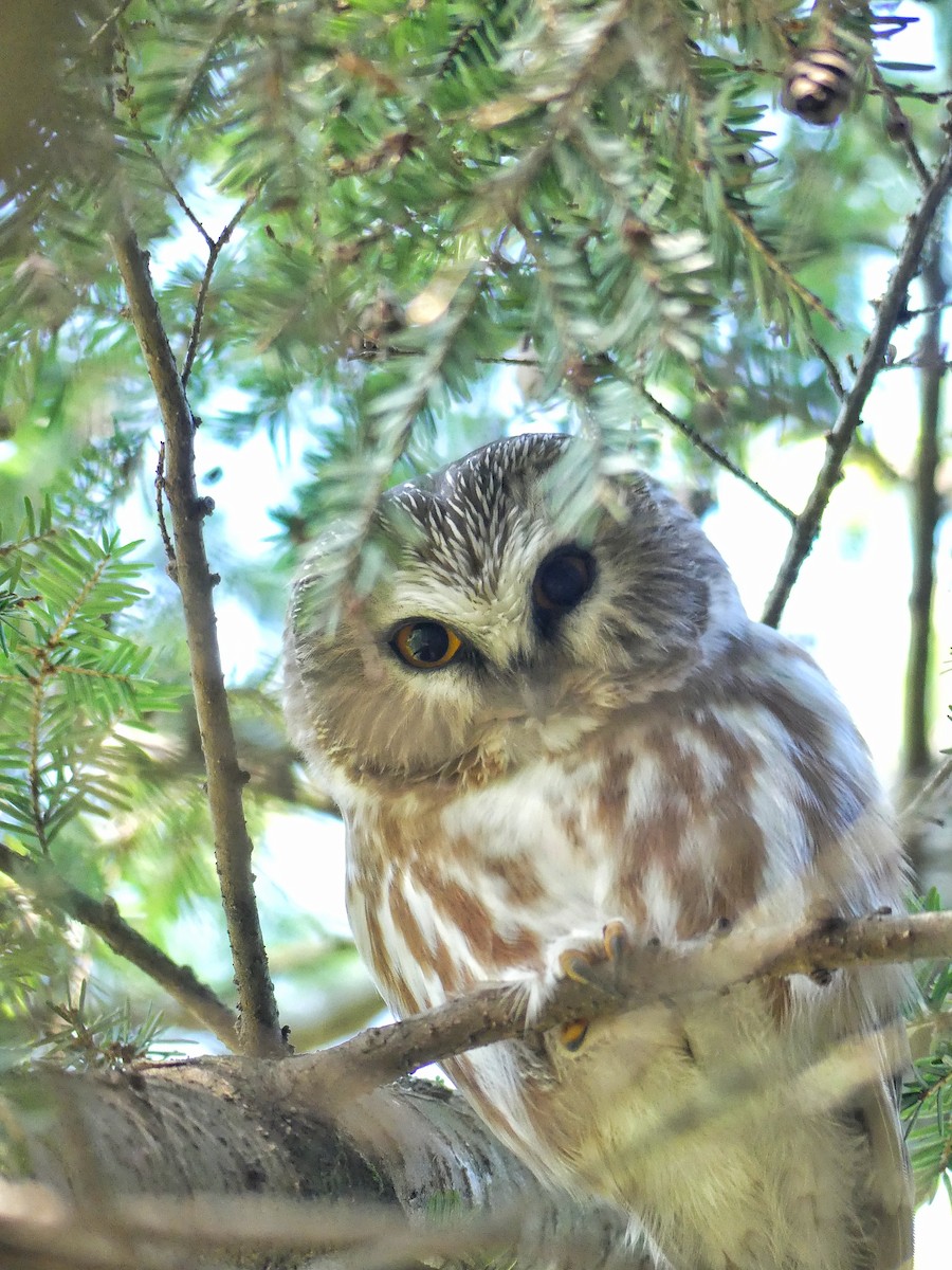 Northern Saw-whet Owl - Anonymous