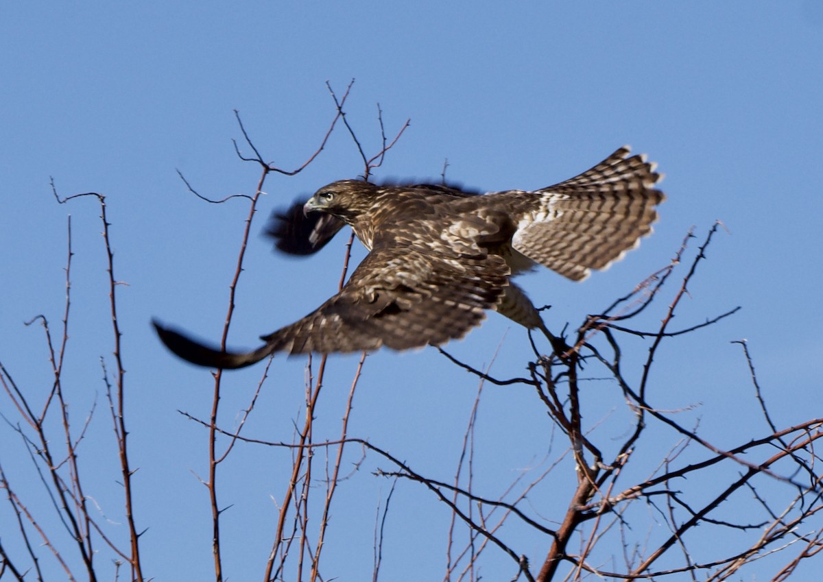 Red-tailed Hawk - Milton Vine