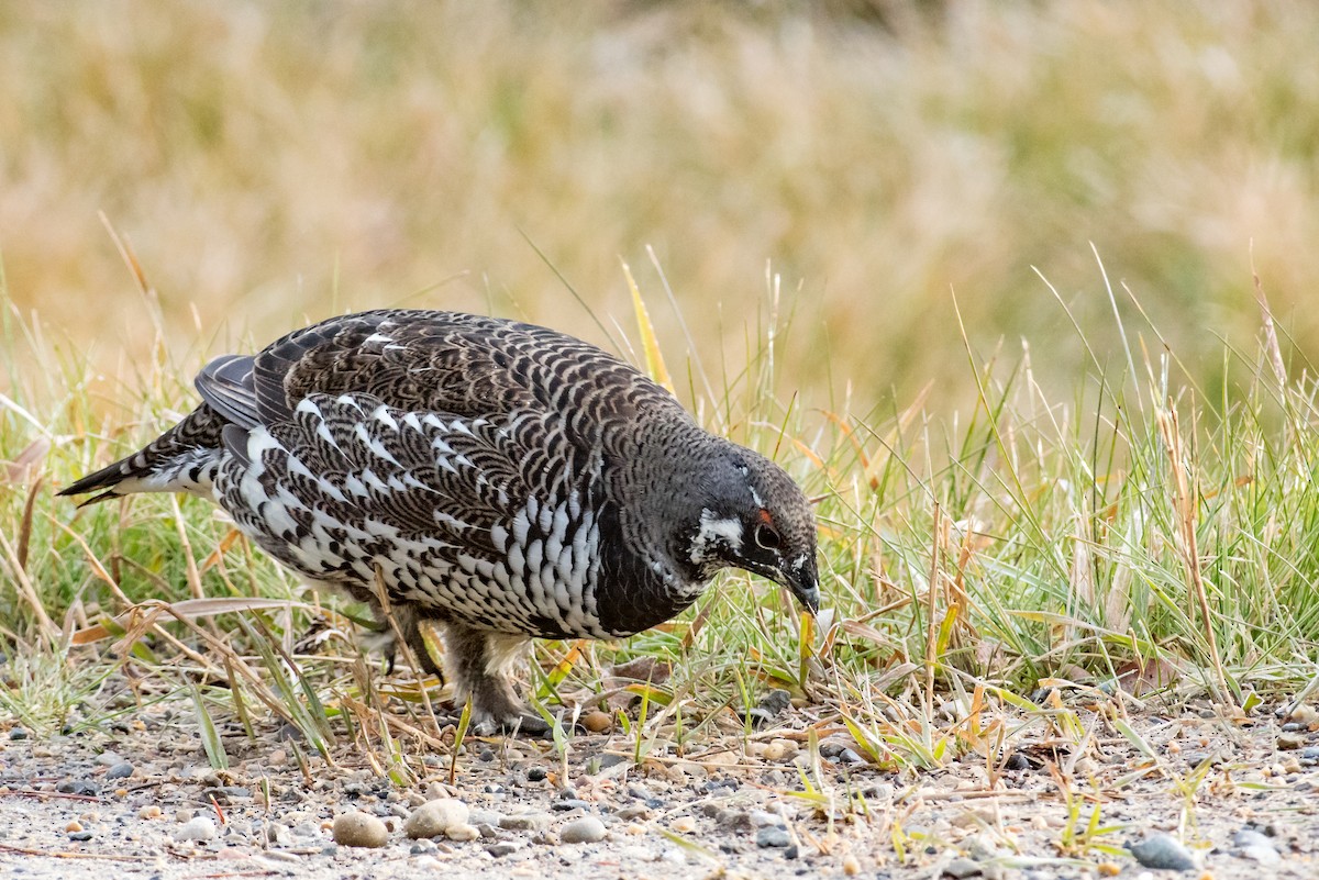 Spruce Grouse - Robb Bell
