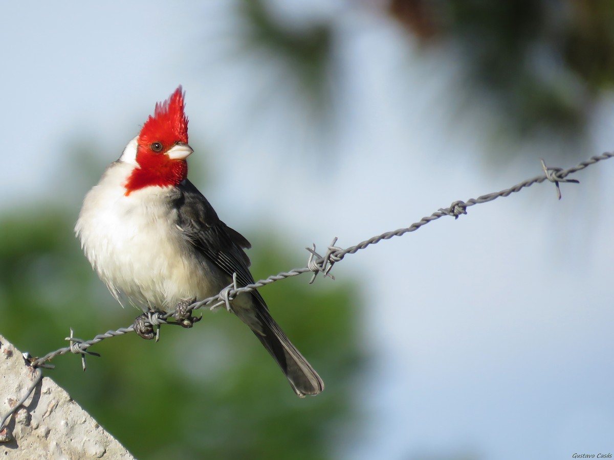 Red-crested Cardinal - ML37574491