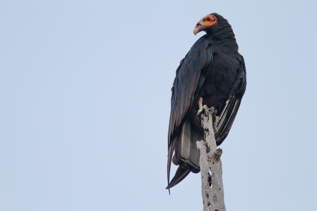 Lesser Yellow-headed Vulture - Chris Sayers