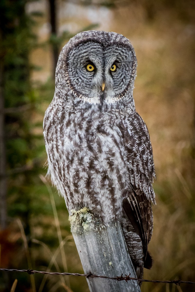 Great Gray Owl - Robb Bell