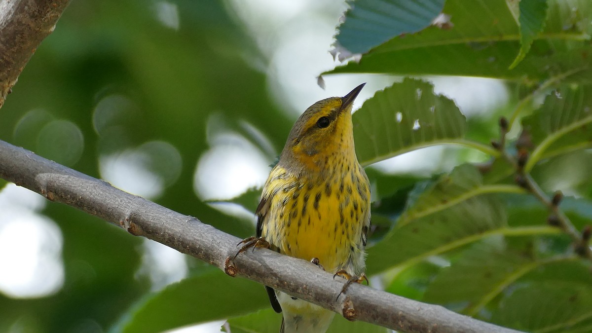 Cape May Warbler - Avery Fish
