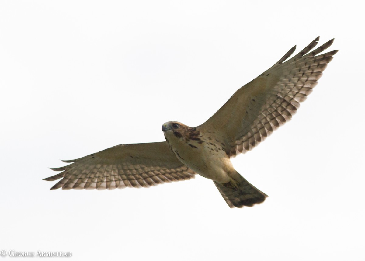 Broad-winged Hawk - George Armistead | Hillstar Nature