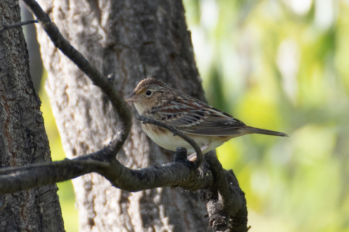 Grasshopper Sparrow - ML375767351
