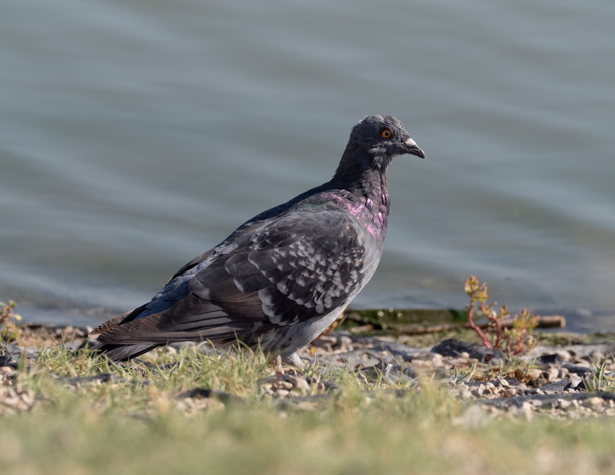 Rock Pigeon (Feral Pigeon) - ML375769271