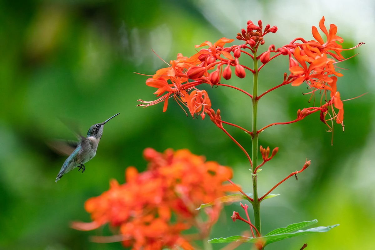 Ruby-throated Hummingbird - ML375769331
