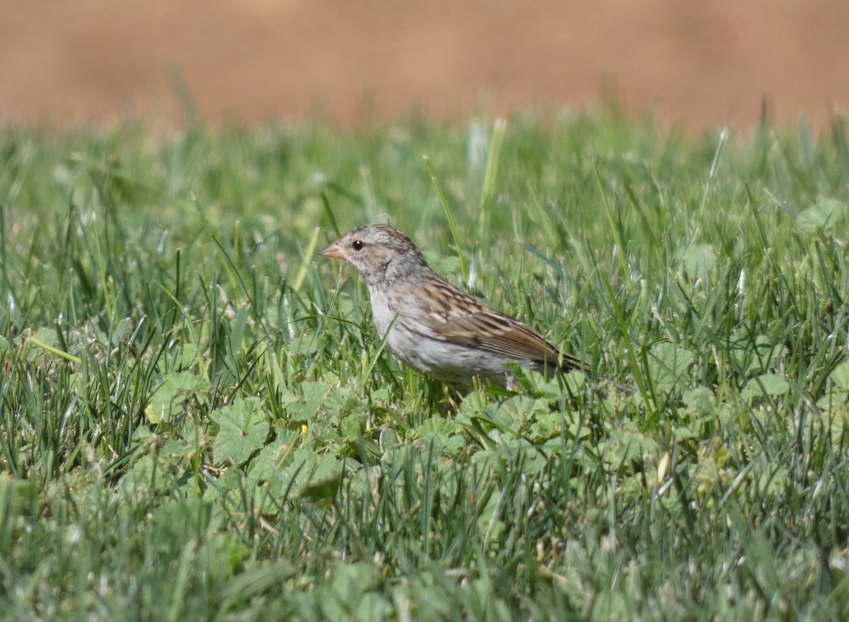 Chipping Sparrow - ML375769471