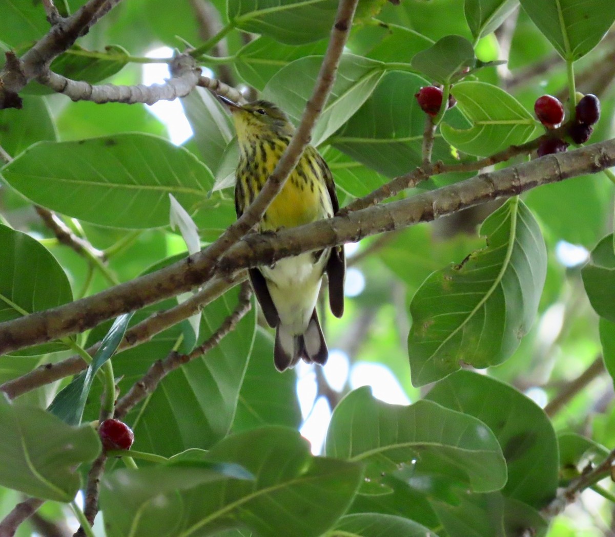 Cape May Warbler - ML375771511