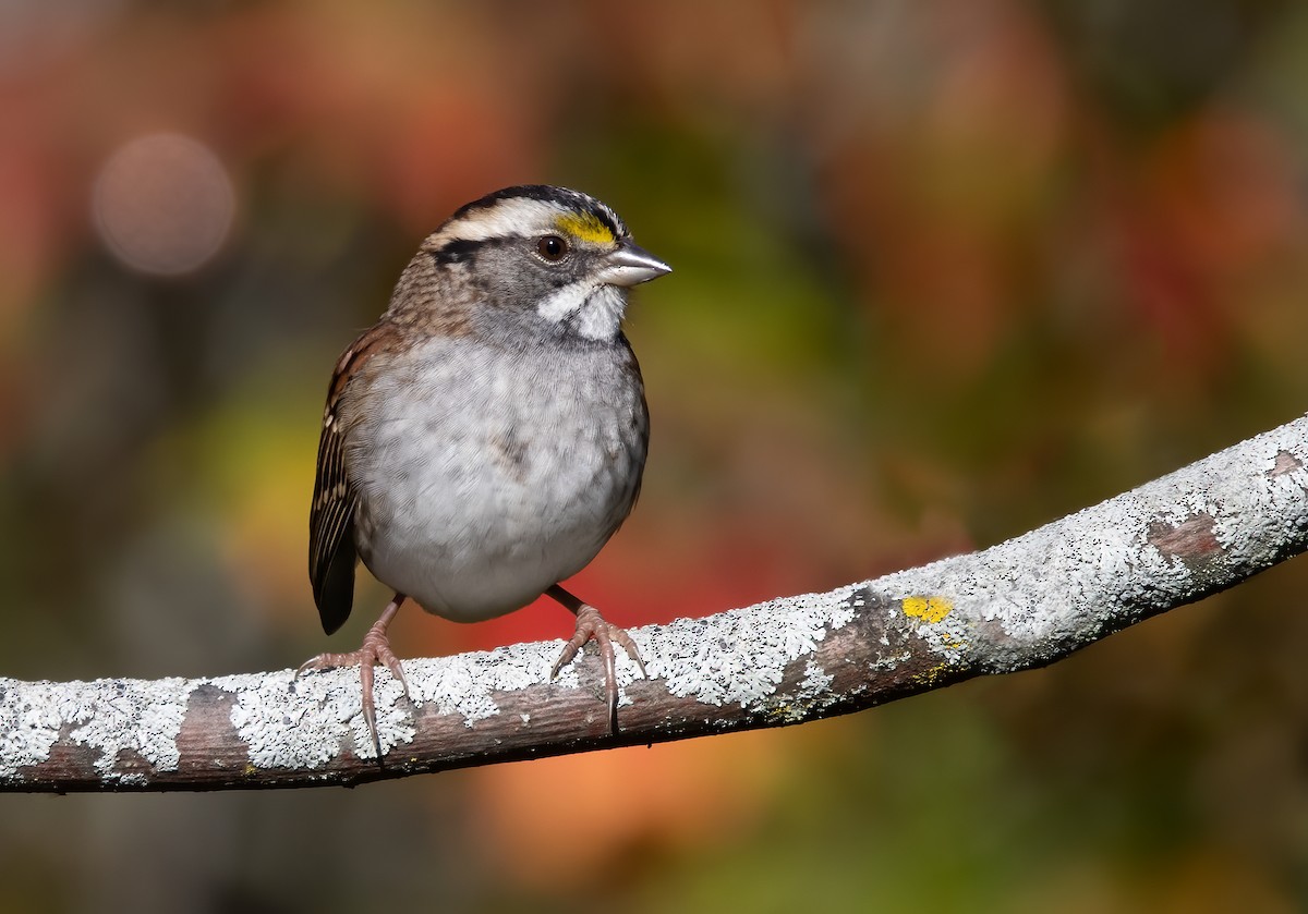 White-throated Sparrow - ML375773581