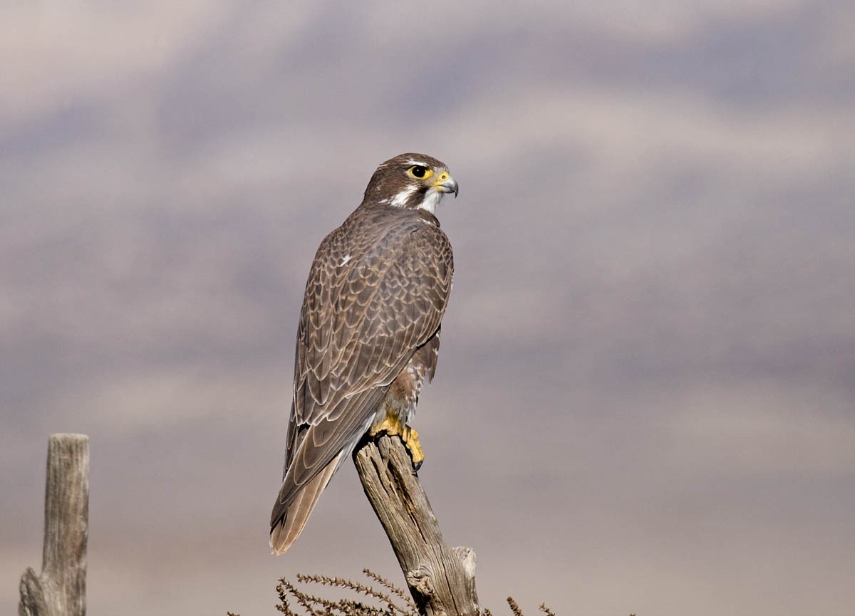 Prairie Falcon - Greg Gillson