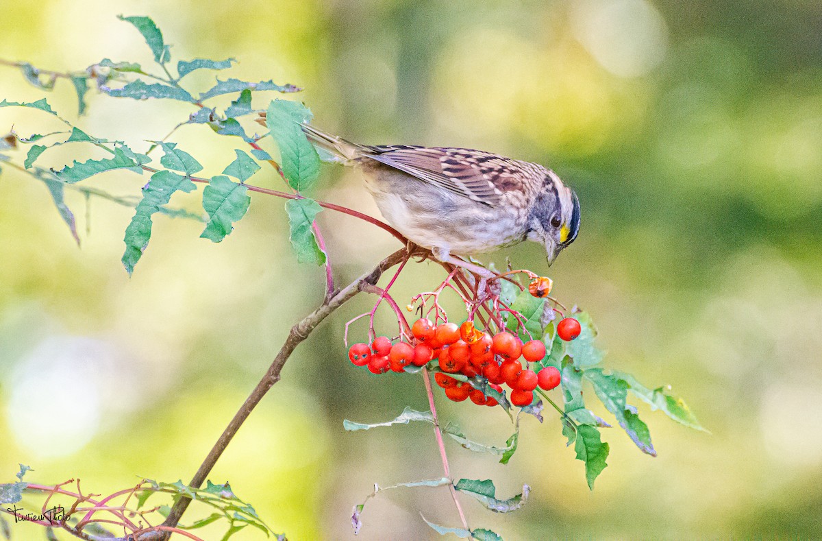 White-throated Sparrow - ML375786721