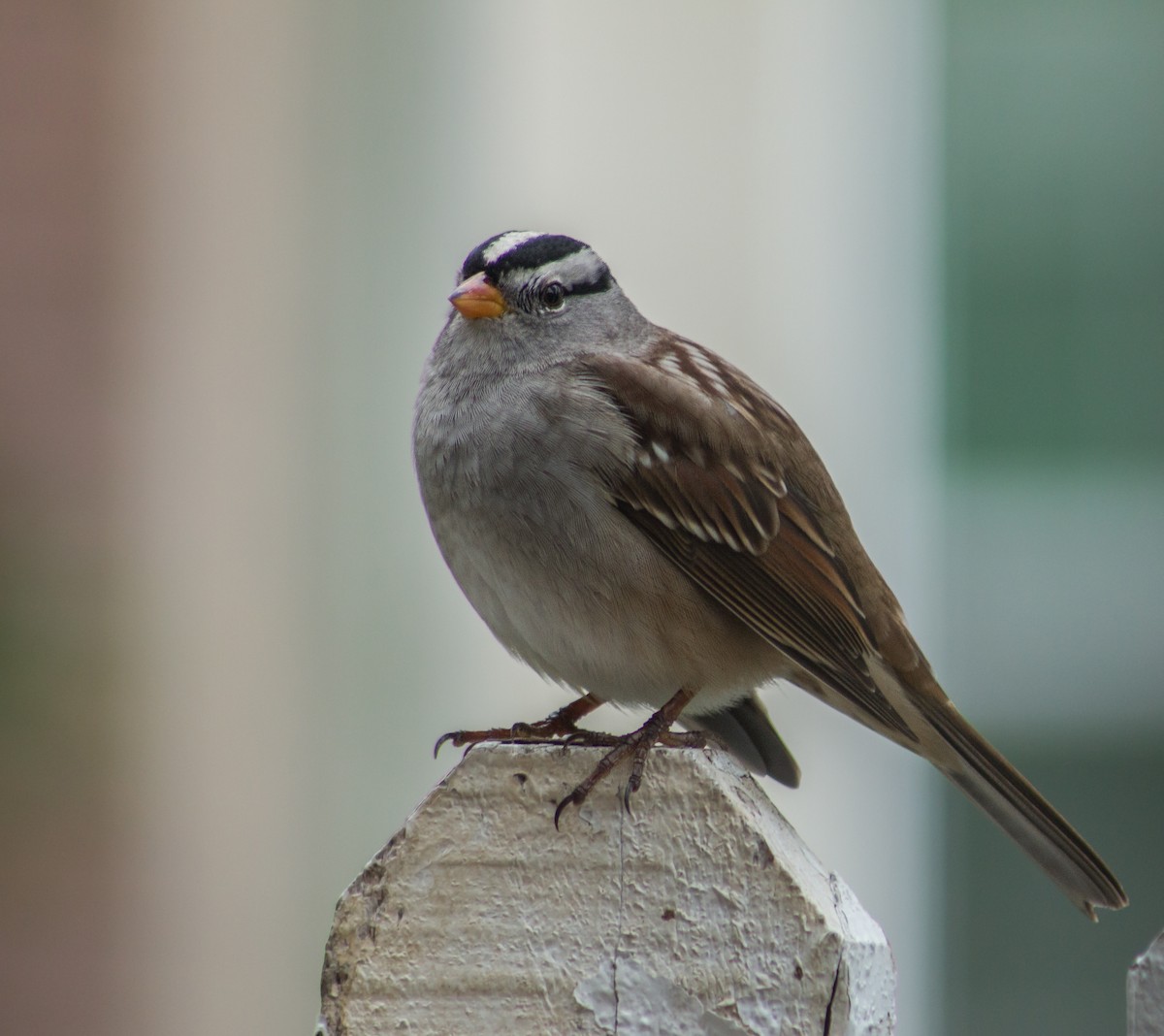 White-crowned Sparrow - ML375787141