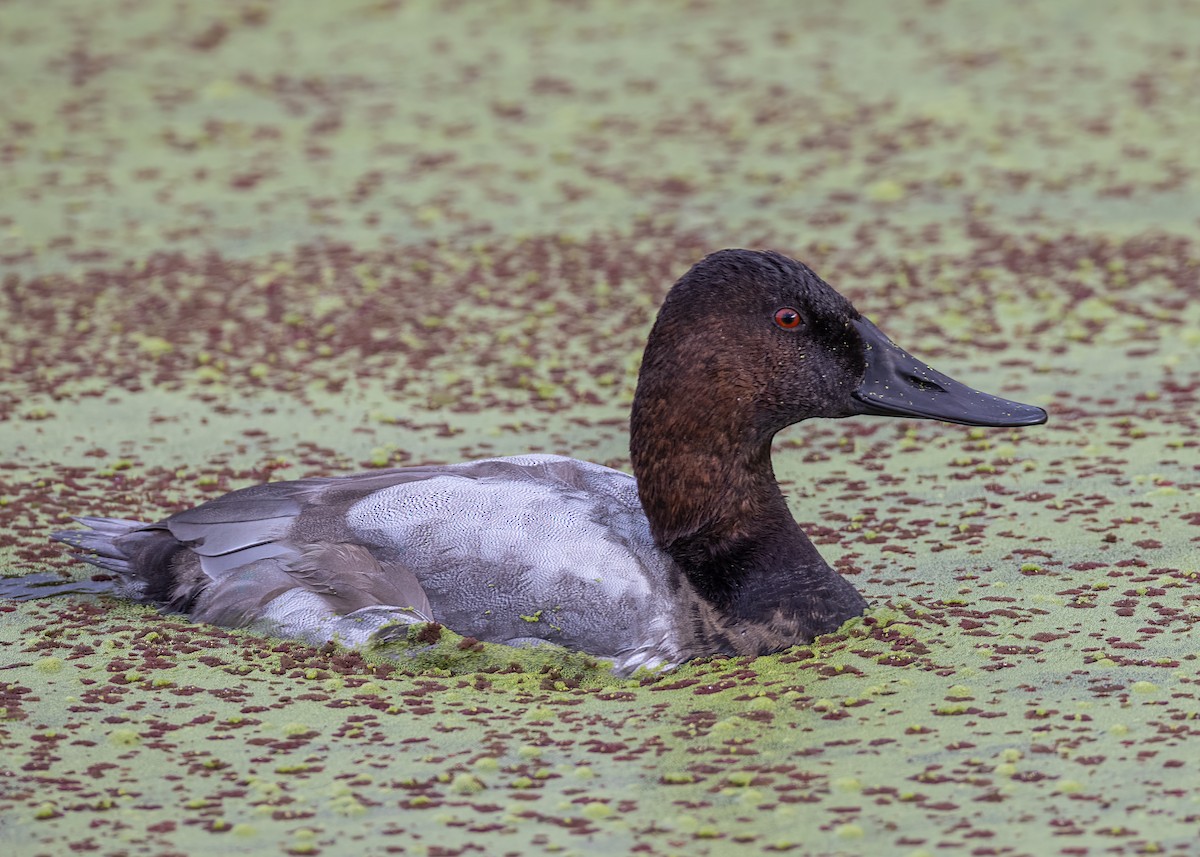Canvasback - Roger Windemuth