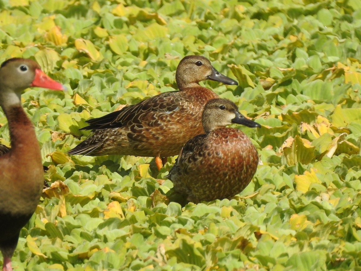 Blue-winged Teal - ML375805511