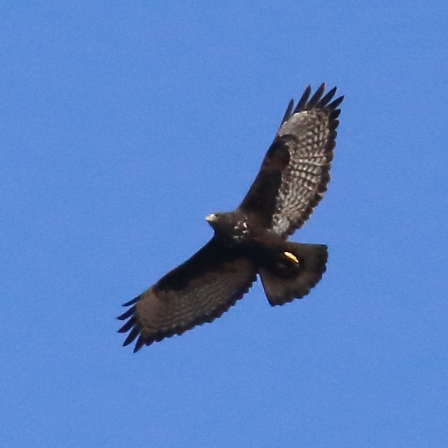 Red-tailed Hawk (Harlan's) - Douglas Faulder