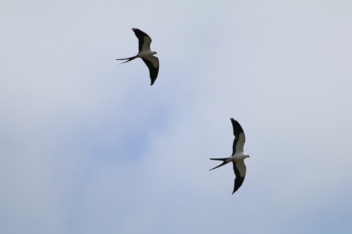 Swallow-tailed Kite - ML375811831
