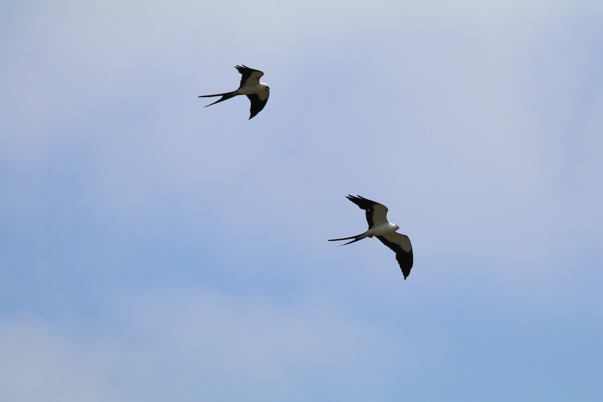 Swallow-tailed Kite - ML375811851