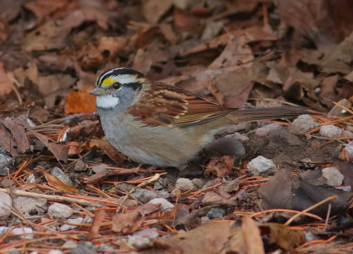 White-throated Sparrow - ML375812321