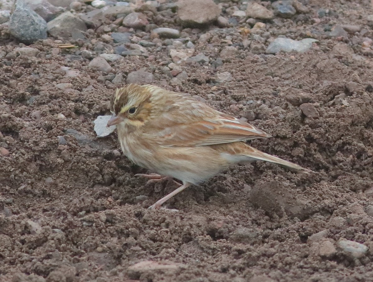 Passerellidae sp. (sparrow sp.) - ML375812591