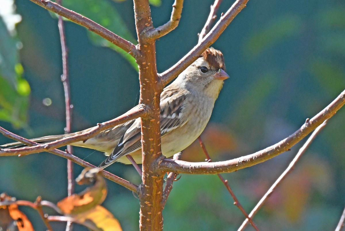 White-crowned Sparrow - ML375813011
