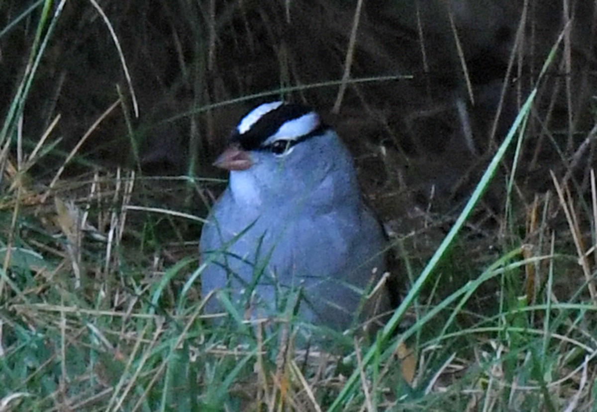 White-crowned Sparrow - ML375813021