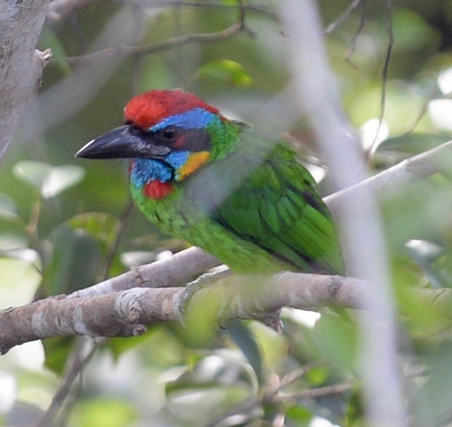 Red-crowned Barbet - marcel finlay
