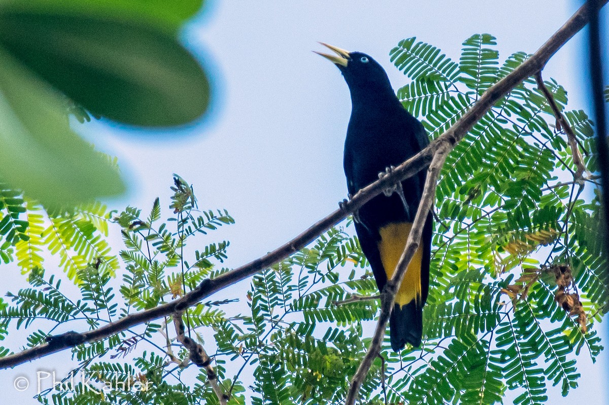 Yellow-rumped Cacique - ML37582171