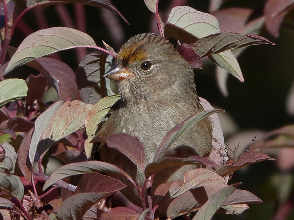 Golden-crowned Sparrow - Evan Thomas