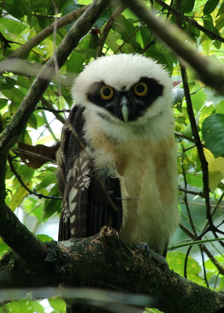 Spectacled Owl - ML375830711