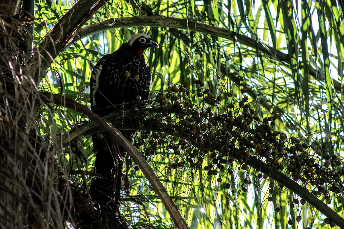 Black-fronted Piping-Guan - ML375833001