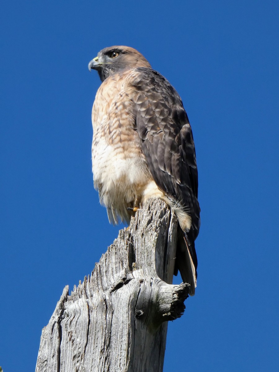 Red-tailed Hawk - ML375835511