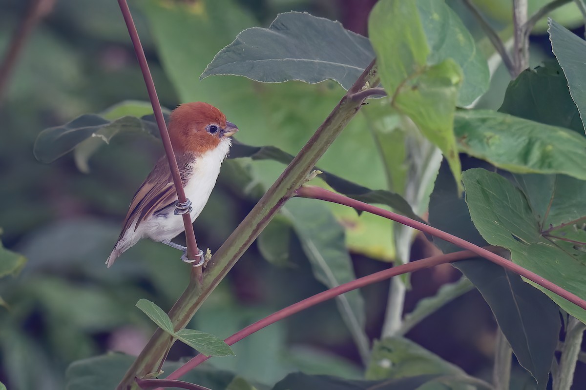 White-breasted Parrotbill - ML375835831